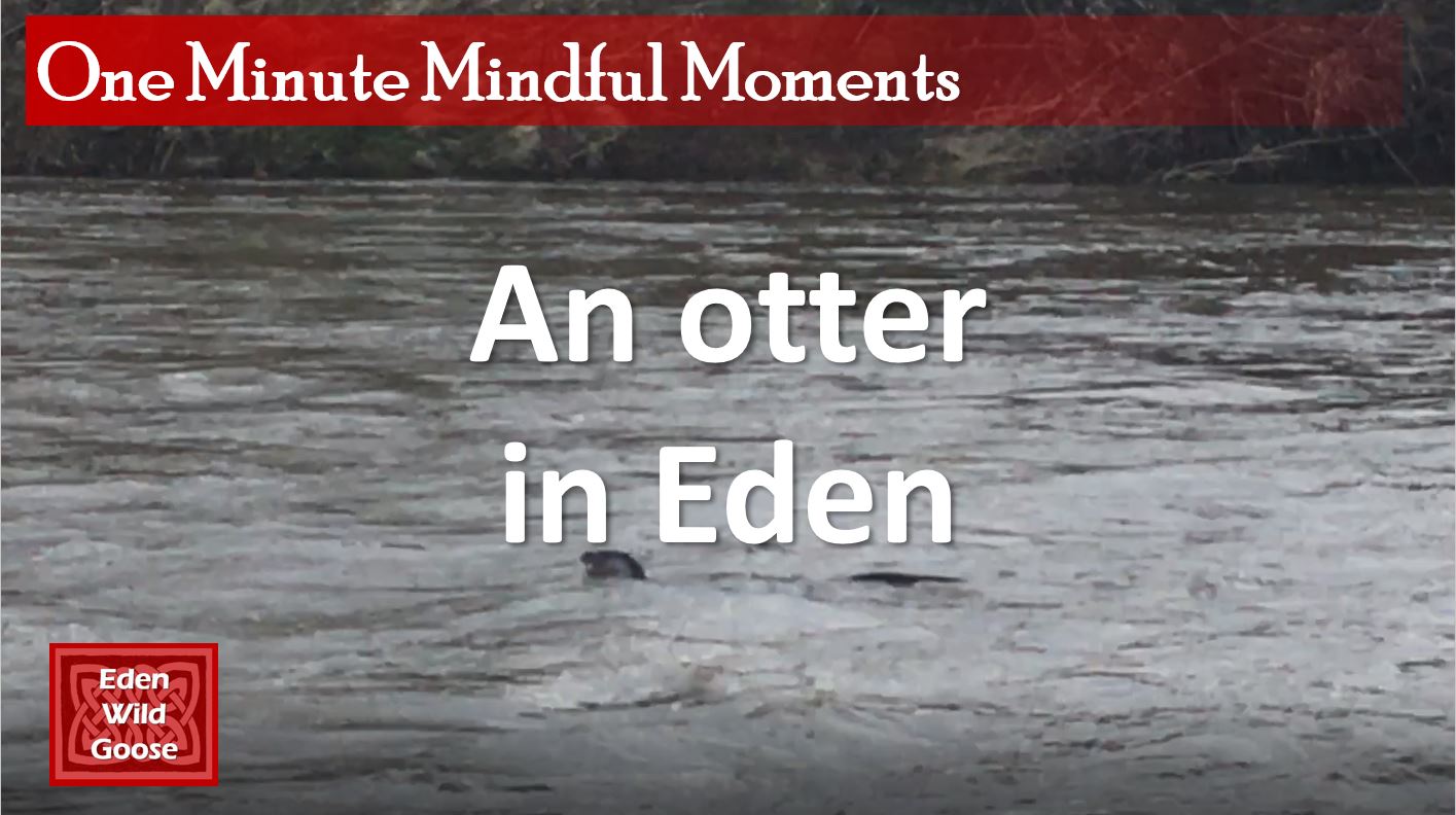 OMMM An otter in Eden title